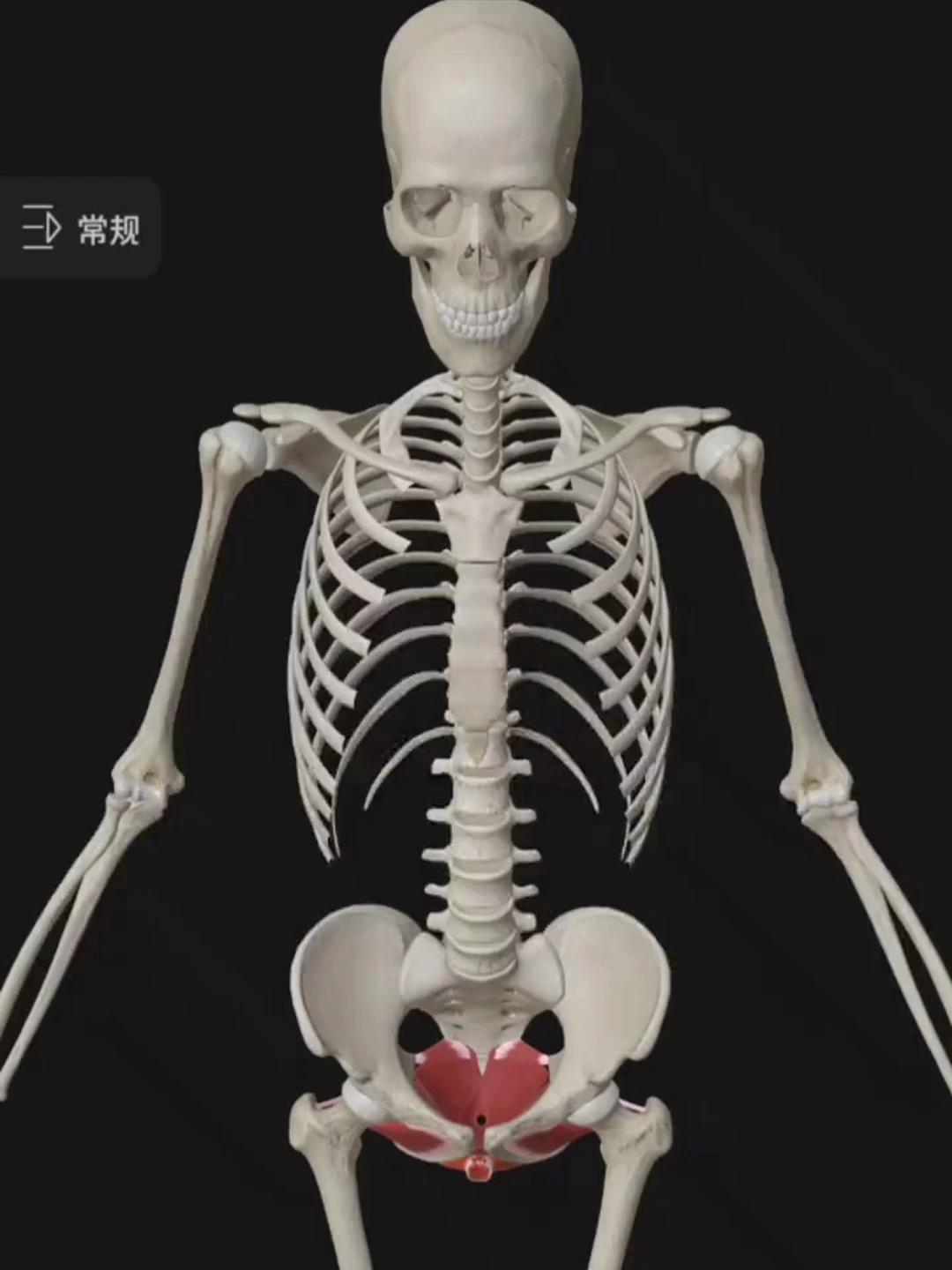 盆底肌群是封闭骨盆底部空缺的肌肉群,对维持骨盆脏器有重要作用