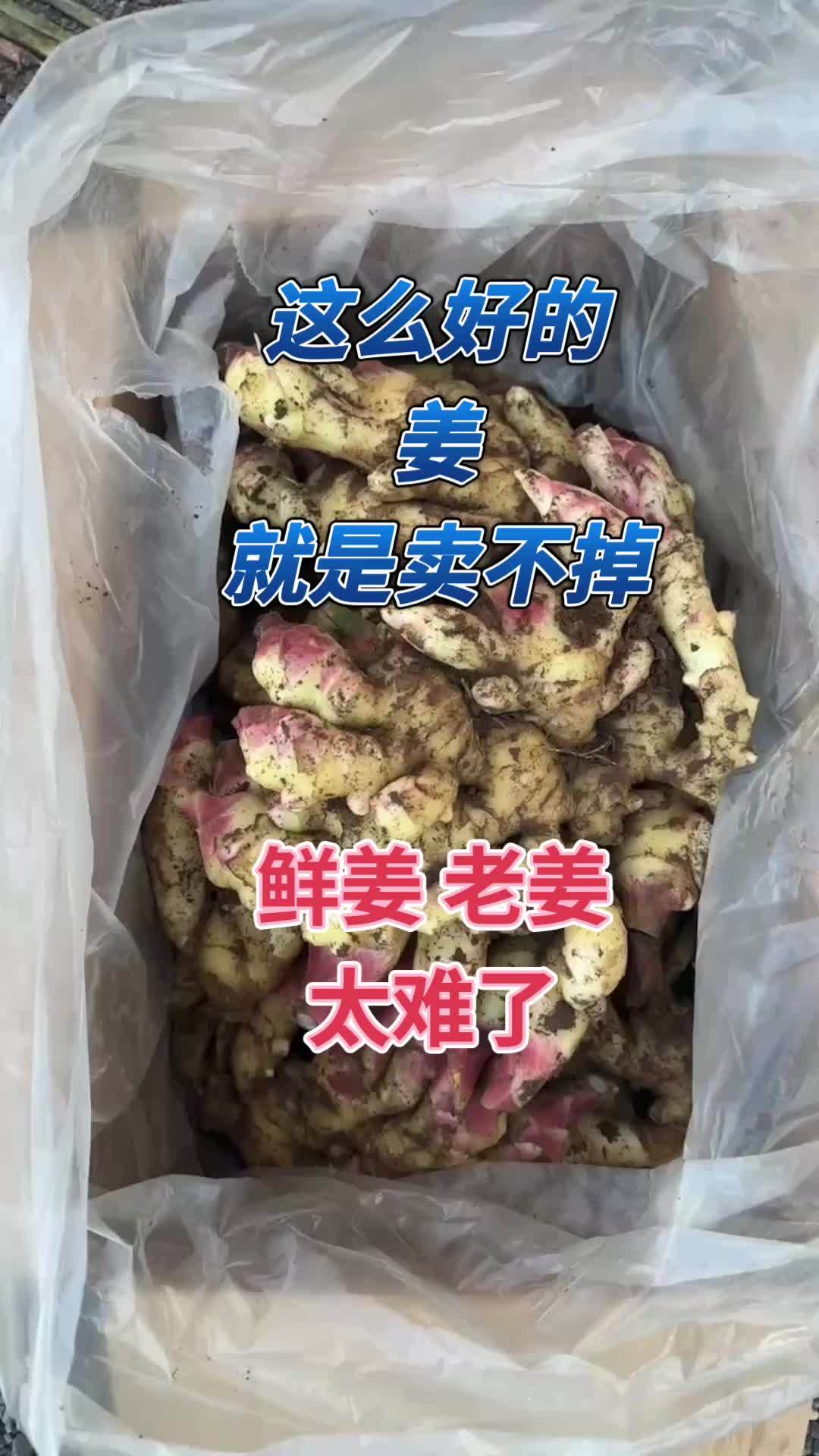 山东大姜滚蛋了图片