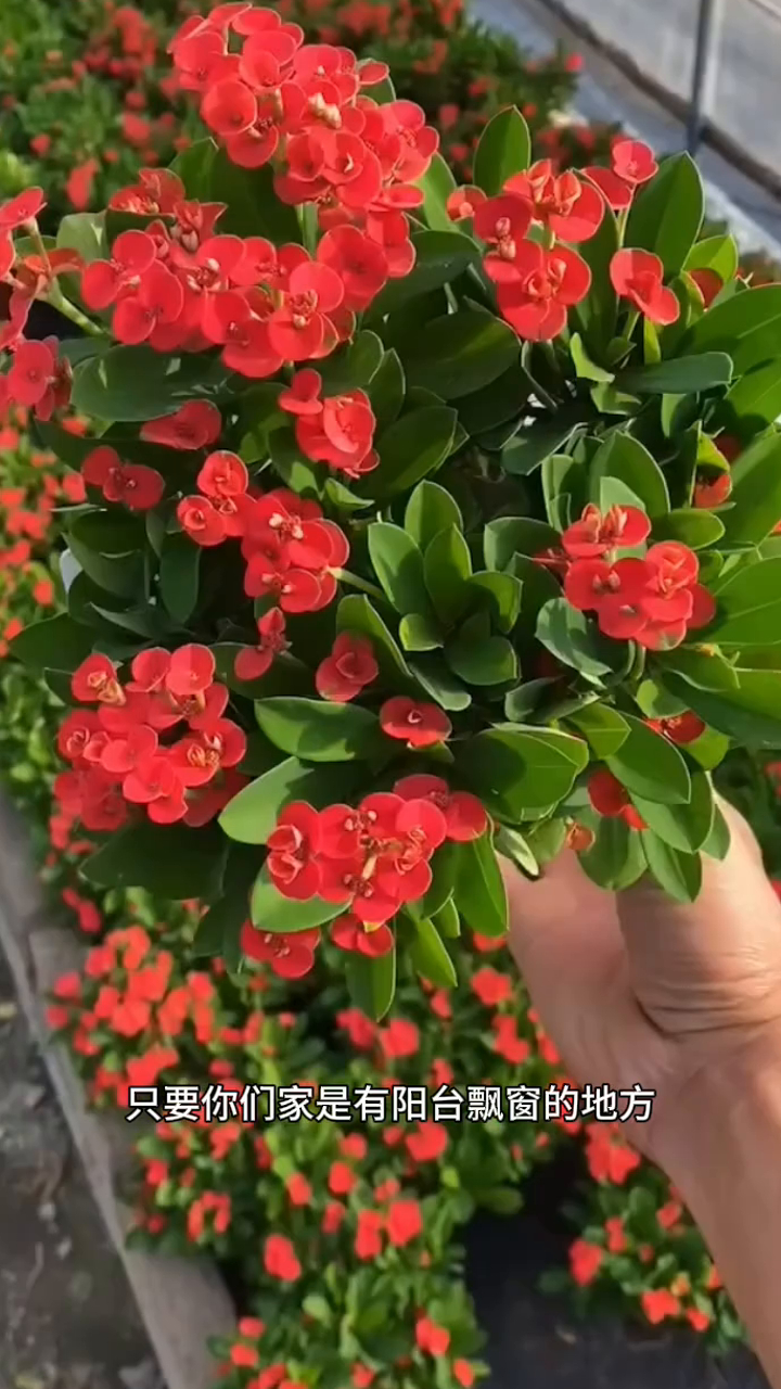 铁海棠也叫虎刺梅,四季开花,好种植易管理