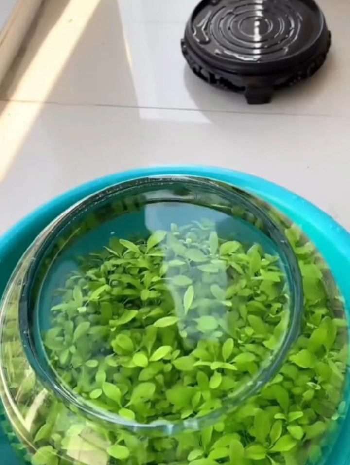 搞来一些优质的水草泥,种植一个赏心悦目的水草缸,四季常青常绿