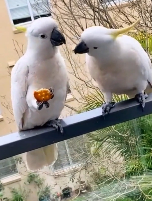 这两只小鹦鹉太搞笑了,在悄悄是悄悄话,太好玩了