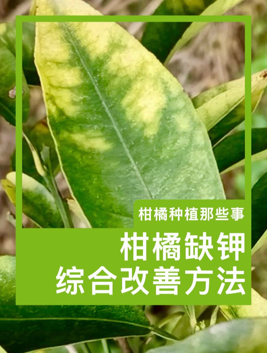 柑橘缺钾综合改善方法