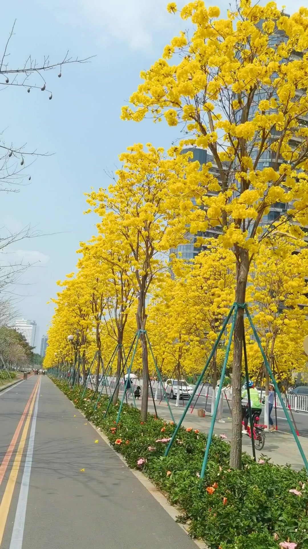 江南公园黄风铃花图片