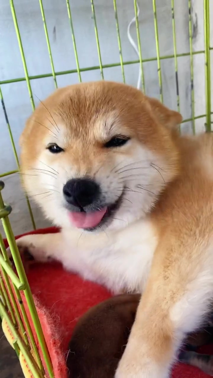 甜甜太迷人啦治愈系笑容 柴犬表情包 柴犬