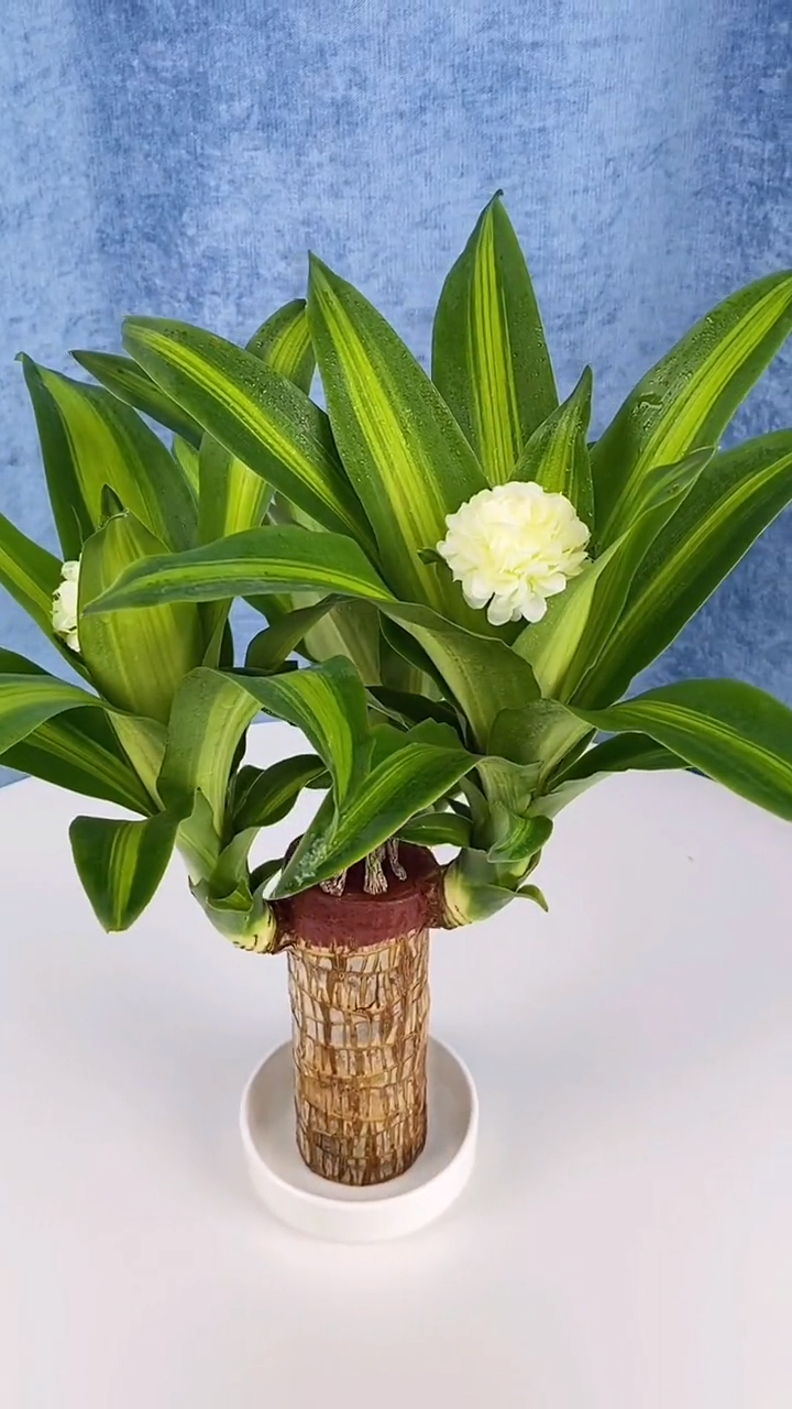 巴西木又叫幸运木,传言一旦开花就能遇到幸运哟