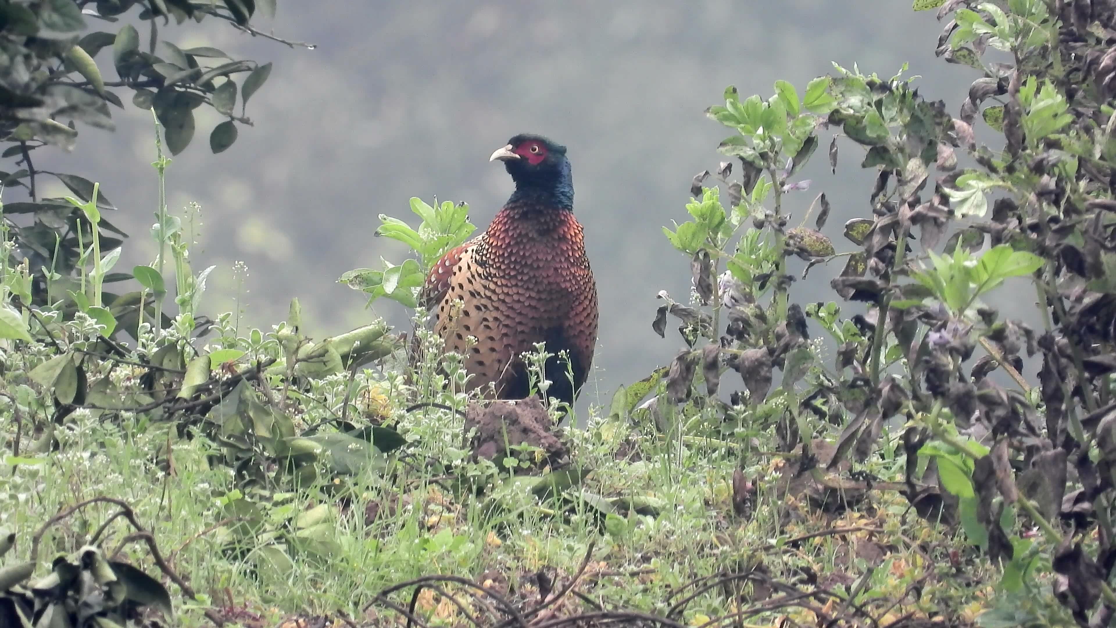 野外实拍漂亮的公野鸡,野鸡听到竹鸡大叫,站在那里警惕的观望