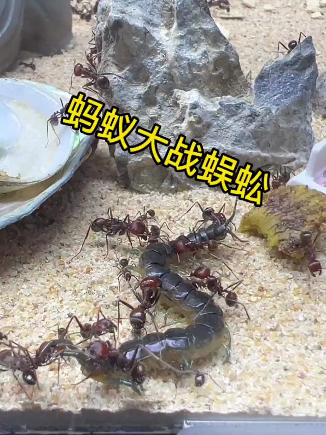 蚂蚁 爬宠 异宠 蚂蚁大战蜈蚣