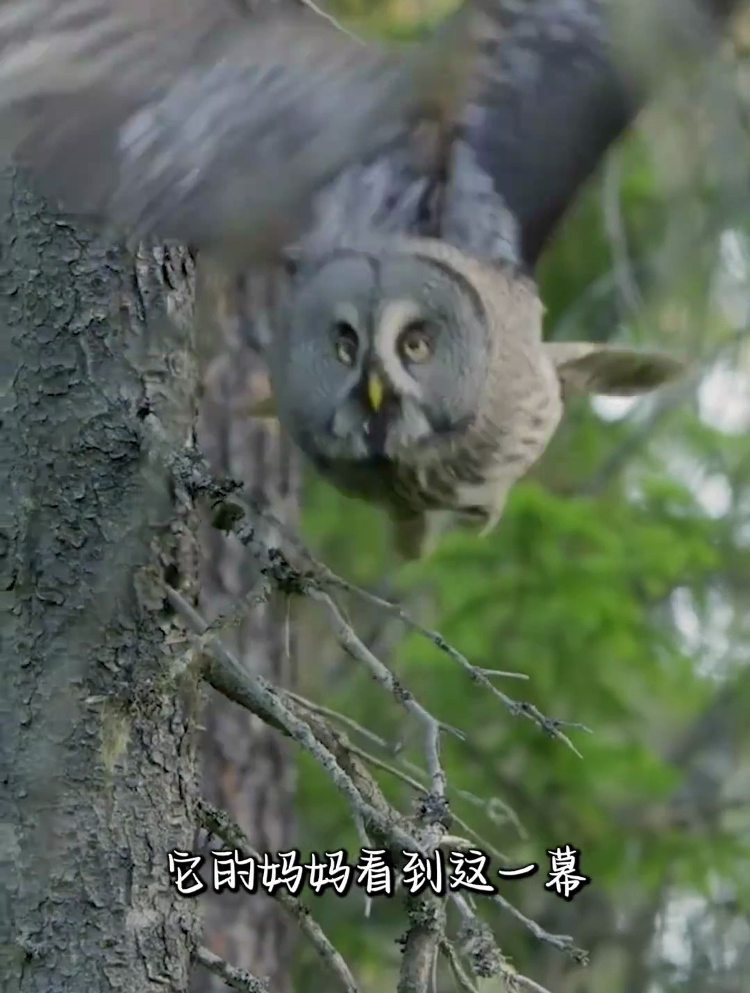 刚出生一周的猫头鹰宝宝,还不会飞就要学着觅食!-度小视