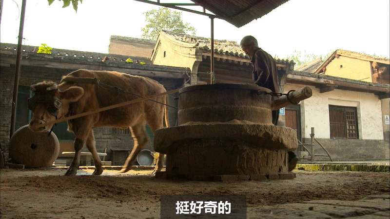 中国传统工艺老牛拉磨和筛面南方人表示第一次见