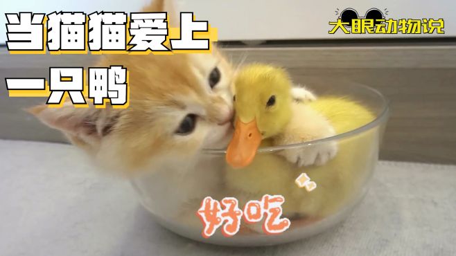 被貓貓愛上的小黃鴨，弱小可憐不敢動，一臉懵