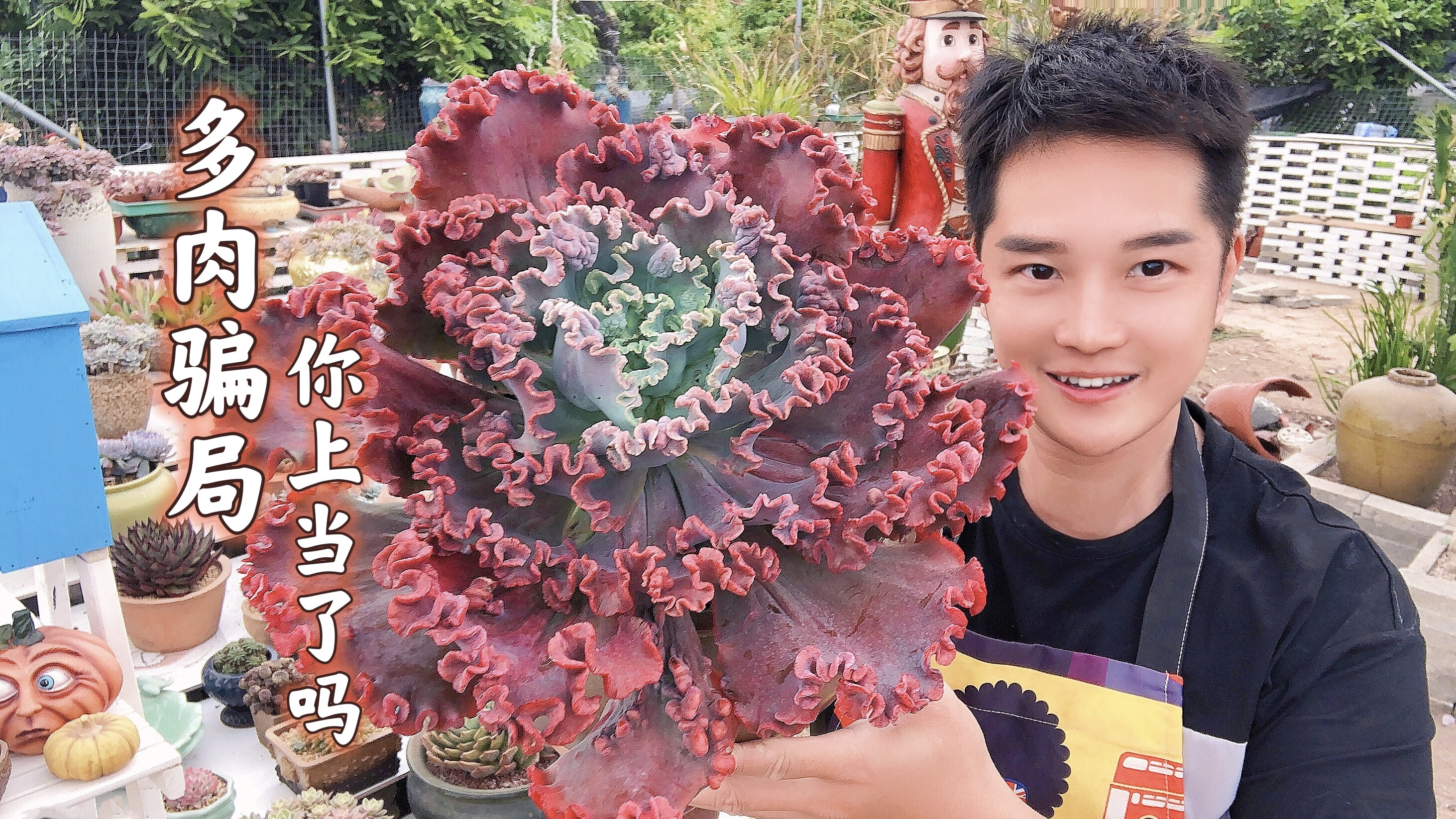 多肉市场的“骗局”你中招过吗?分享这几点给你,牢记在心哦!