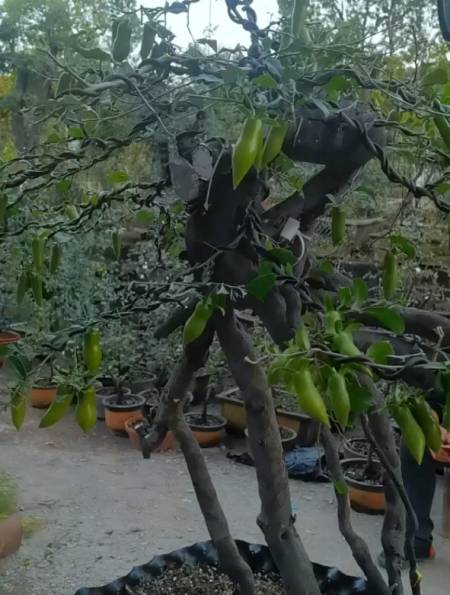 鸟踩断我的老鸦柿梦之雫枝条,又细又嫩,丢了可惜-度小视