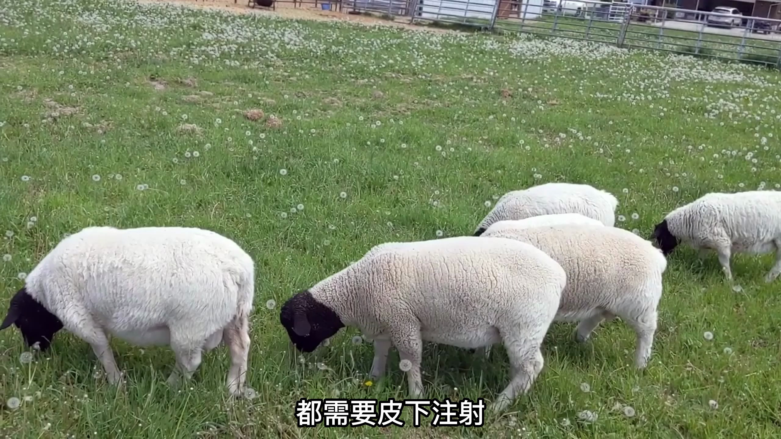 给羊打针,你只在脖子上打?这里的知识点,你可要牢记了