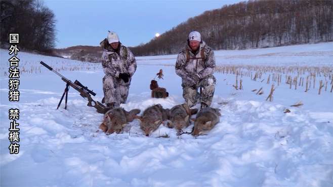 [图]国外猎人全副武装，雪地中利用诱捕器狩猎郊狼，一枪一只郊狼