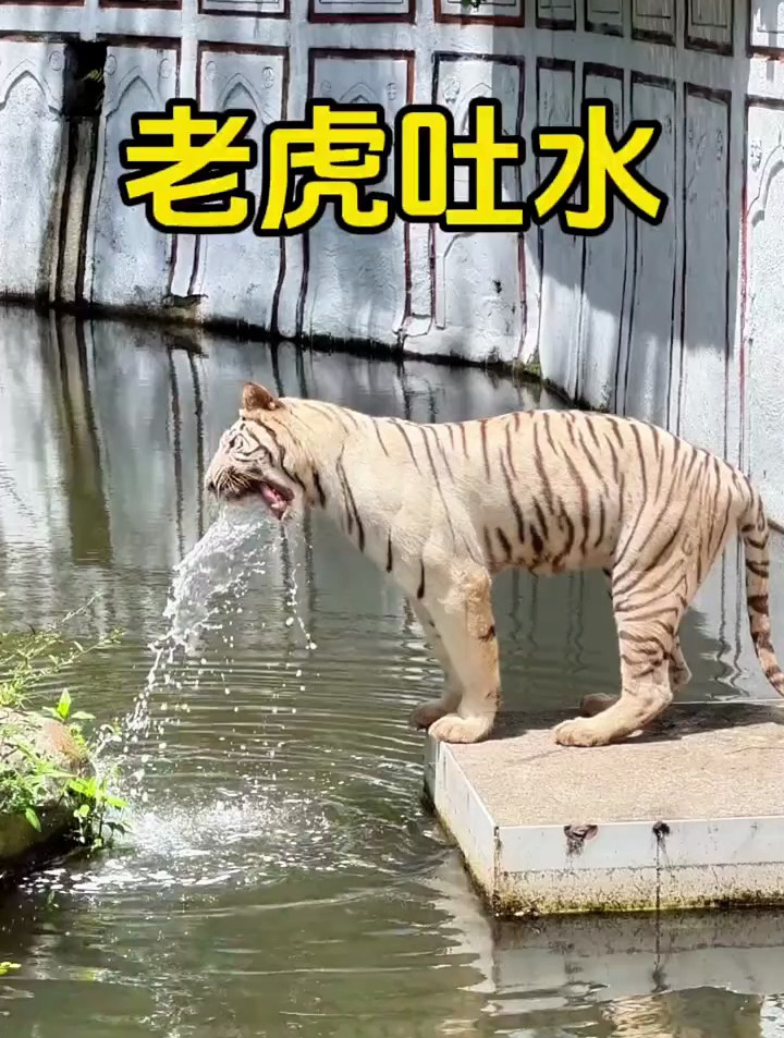 动物园的老虎剧烈呕吐