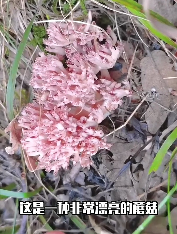 被形容为老鼠脚趾的可食扫把菌