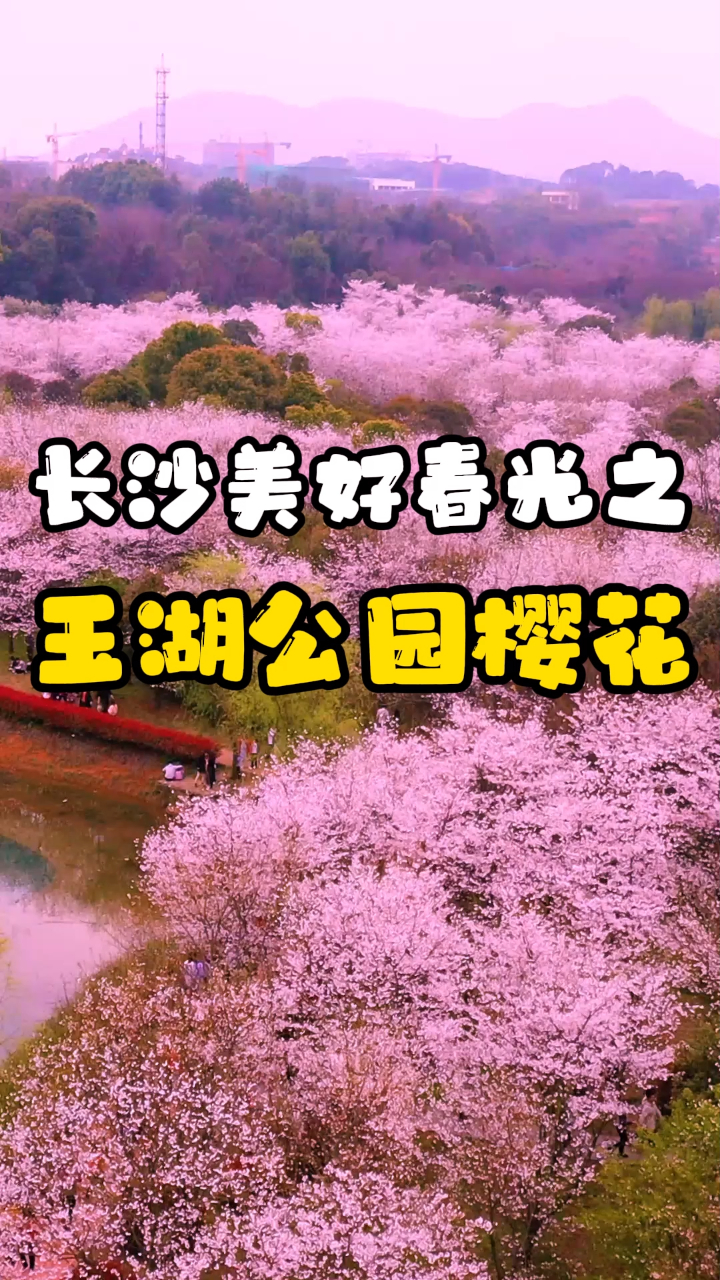 长沙玉湖公园樱花盛开300亩的花海再不来就要等明年了