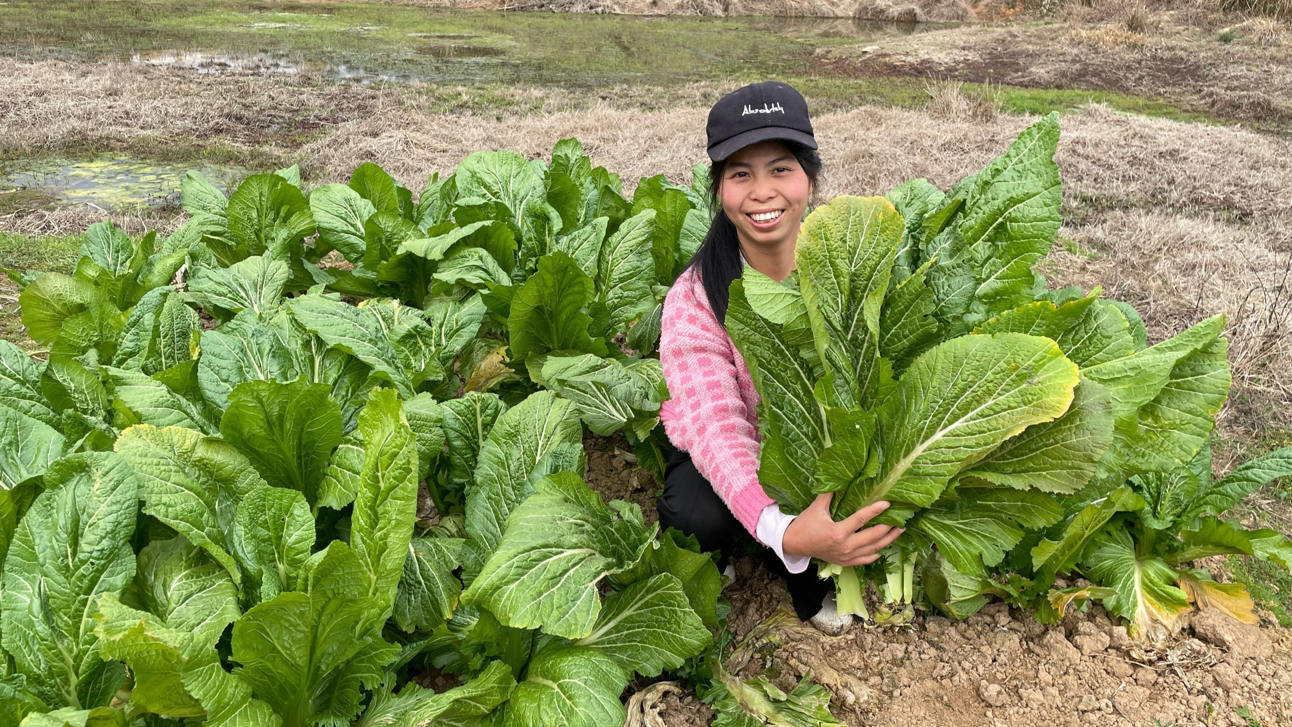 小秀采摘新鲜芥菜，比脸还大的盖菜，你知道怎么做才好吃吗？