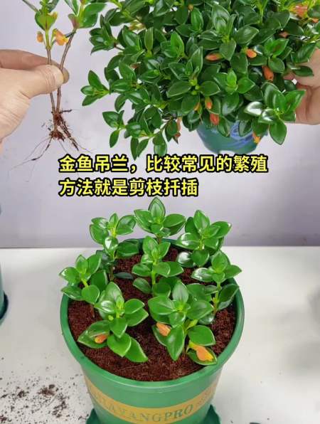 金鱼吊兰的扦插方法,不会的收藏-度小视