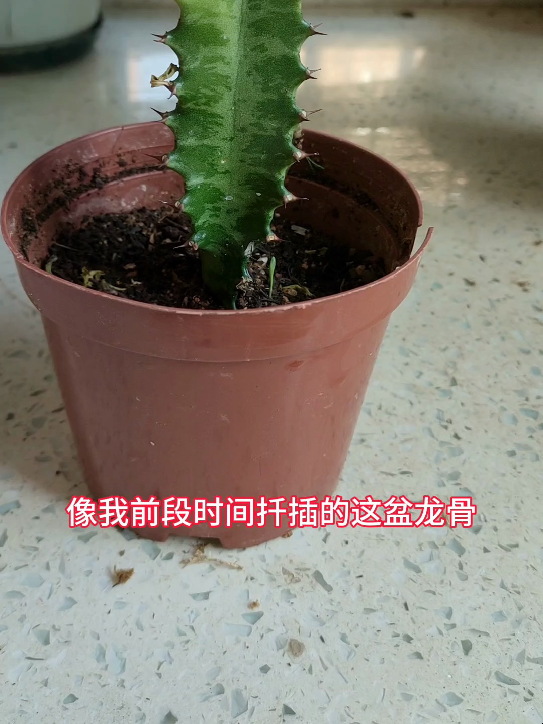 扦插成活的龙骨这样养,长势快