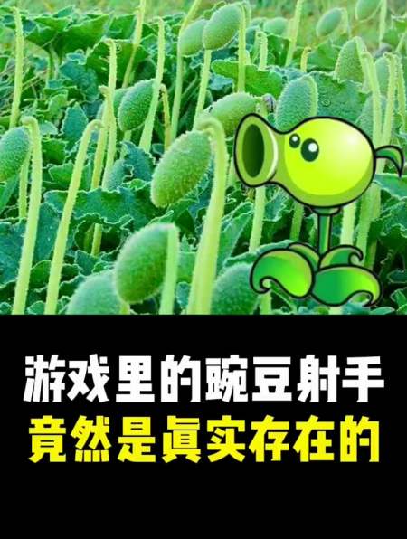 你知道游戏里的豌豆射手,竟然是真实存在的吗-度小视