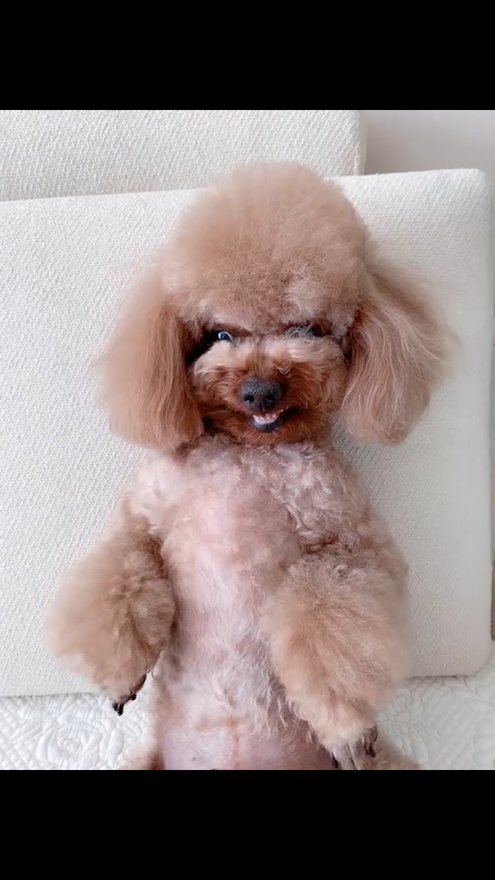 爱宠物,搞笑萌宠眼珠子要蹬出来了这是笑吗