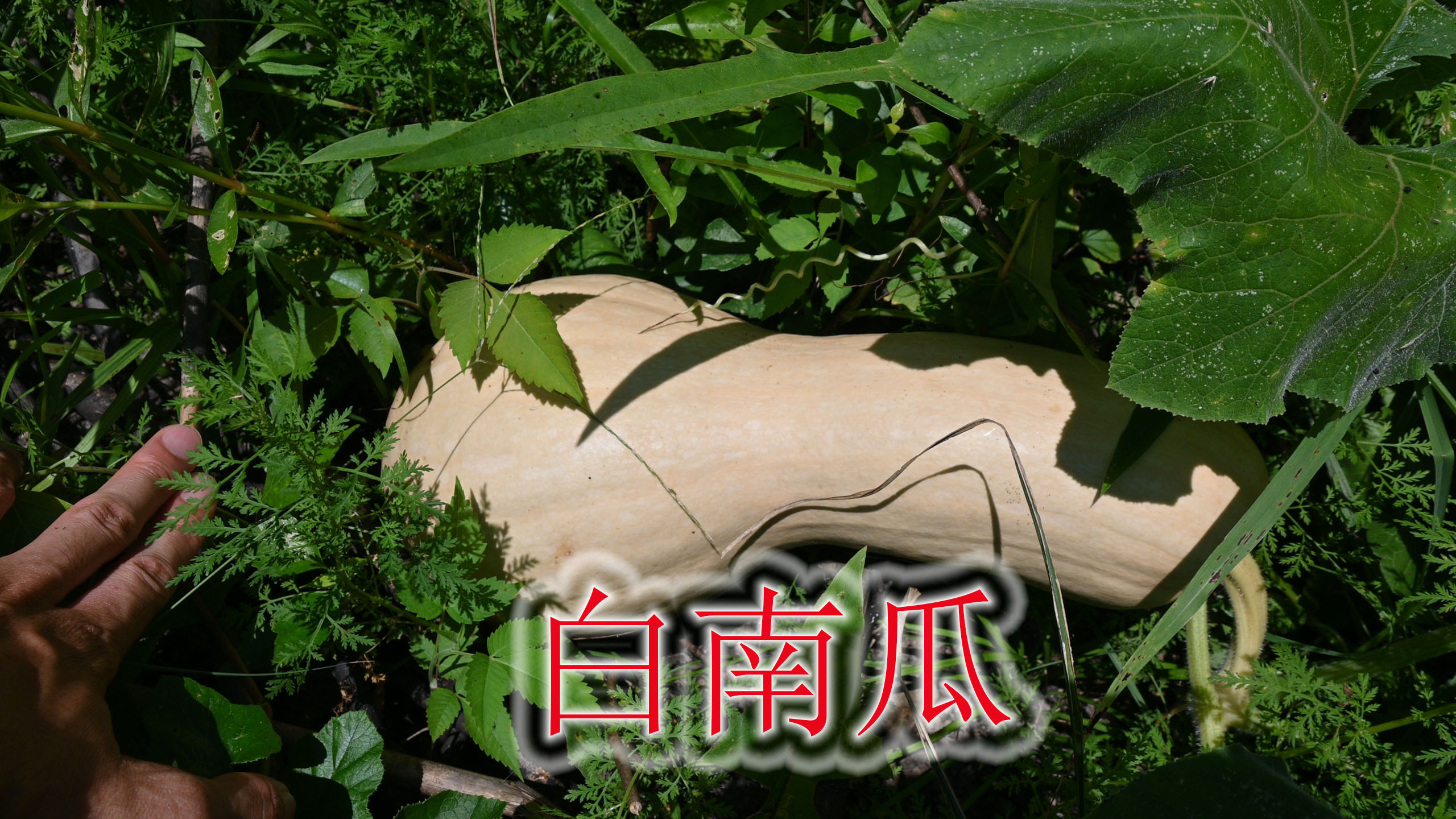 老人种下的瓜苗蔬菜,一根藤结下2个白色瓜,没见过更没吃过