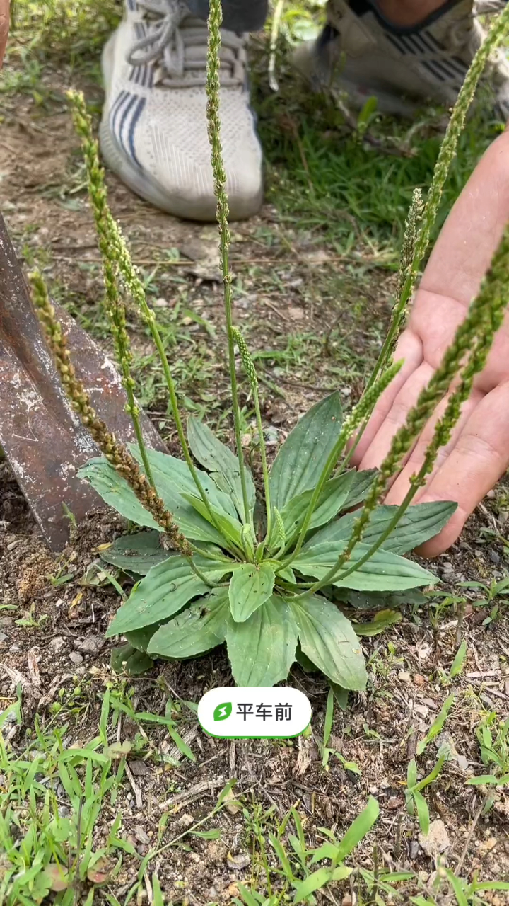 車前草的學名叫平車前,有的地方叫車軲轆菜,還有的地方叫豬耳朵-度小