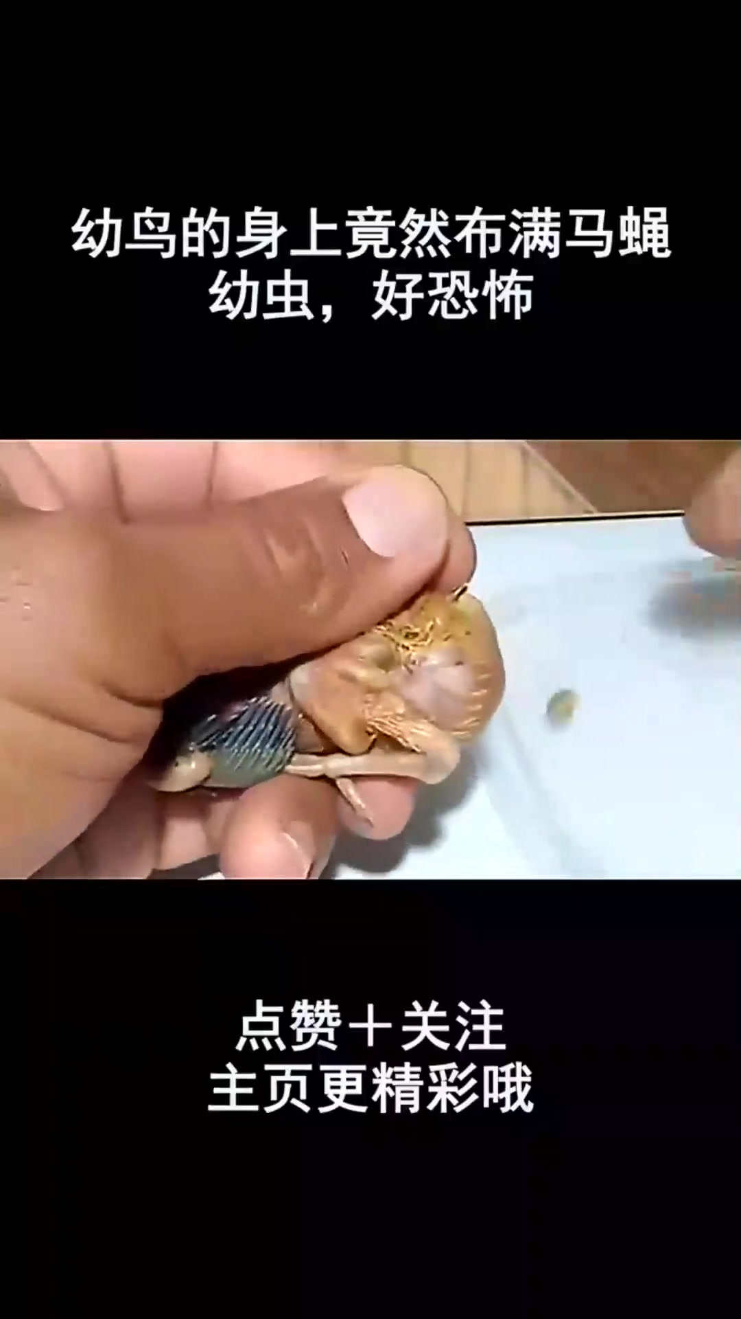 马蝇幼虫病图片