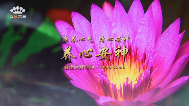 [图]音药｜古筝《出水莲》，清水出芙蓉，天然去雕饰