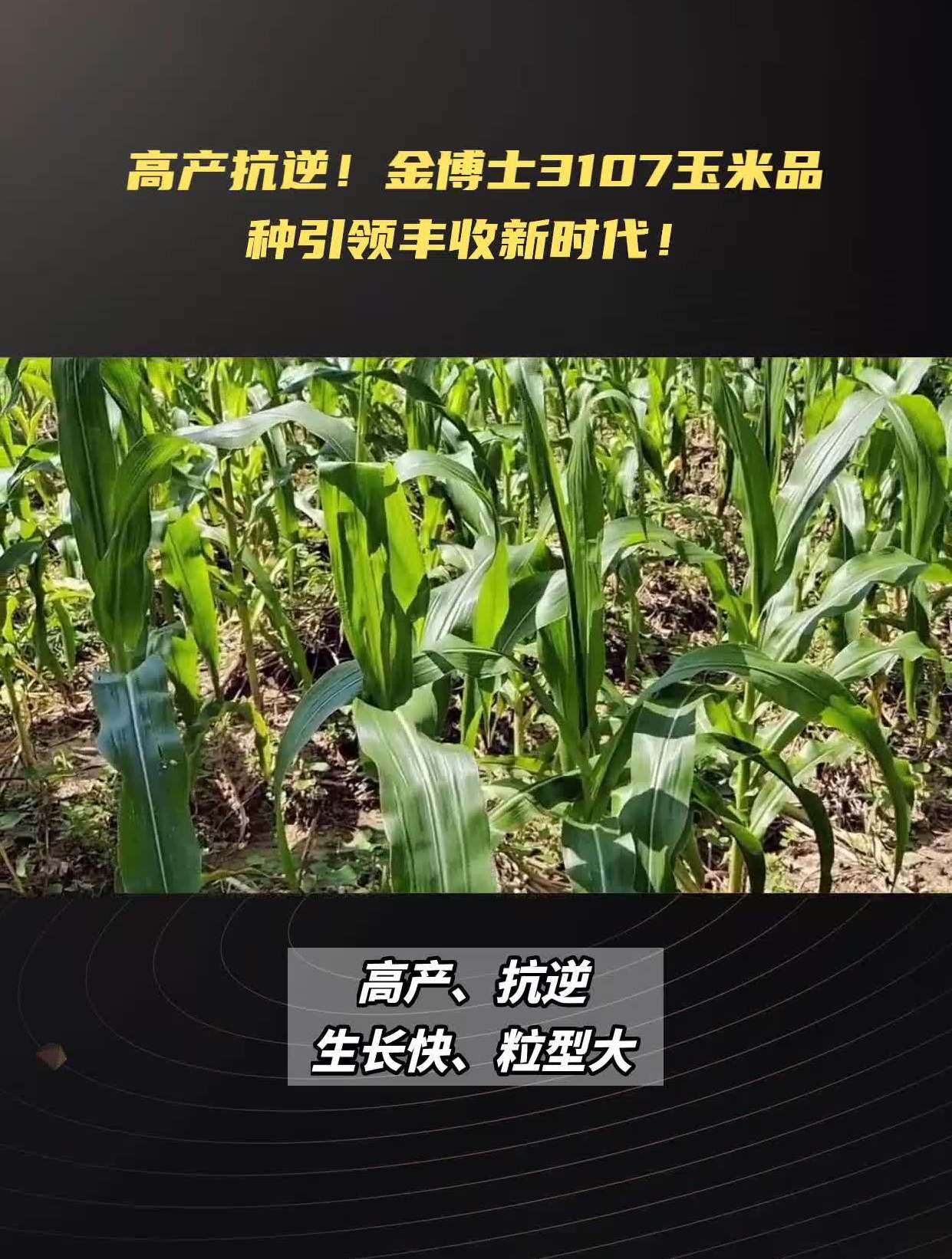 金博士铁3107玉米简介图片