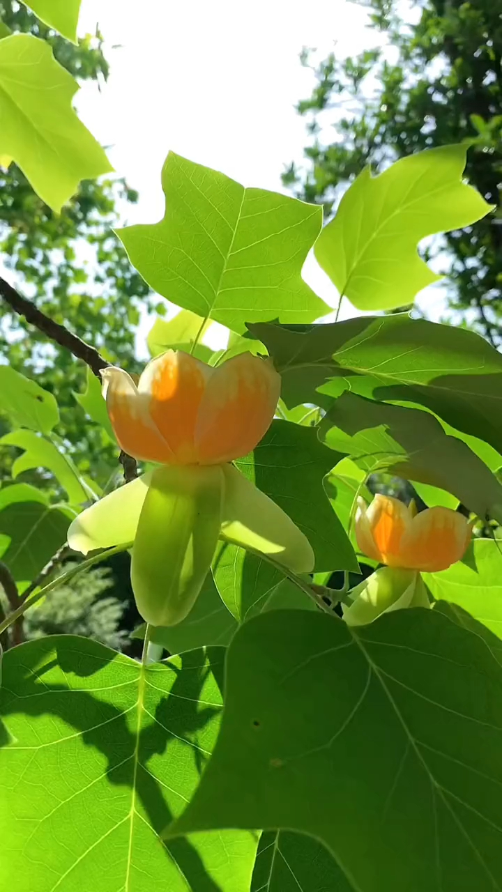 木兰科鹅掌楸属落叶乔木,为中国特有的珍稀植物