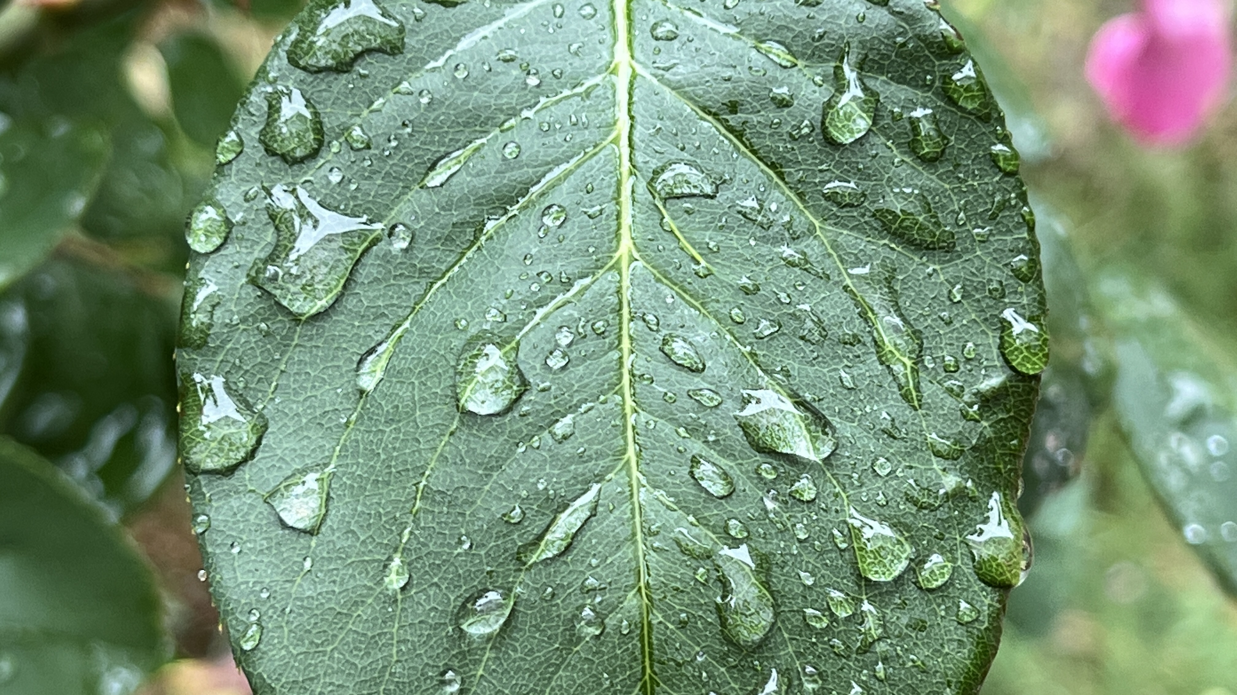 [图]初夏的雨,慢慢欣赏