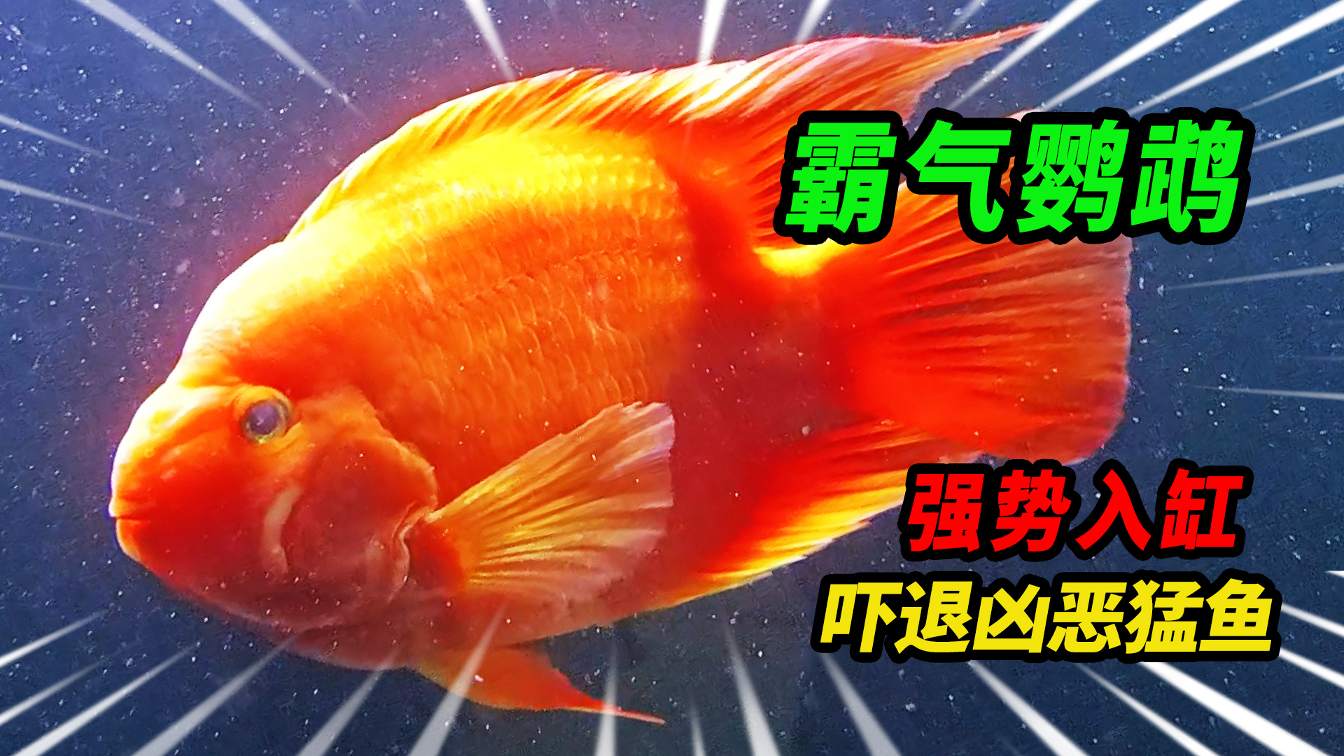 入缸新鱼中国红,猛鱼缸鱼种增加到11条,这条罗汉感觉长了两个头