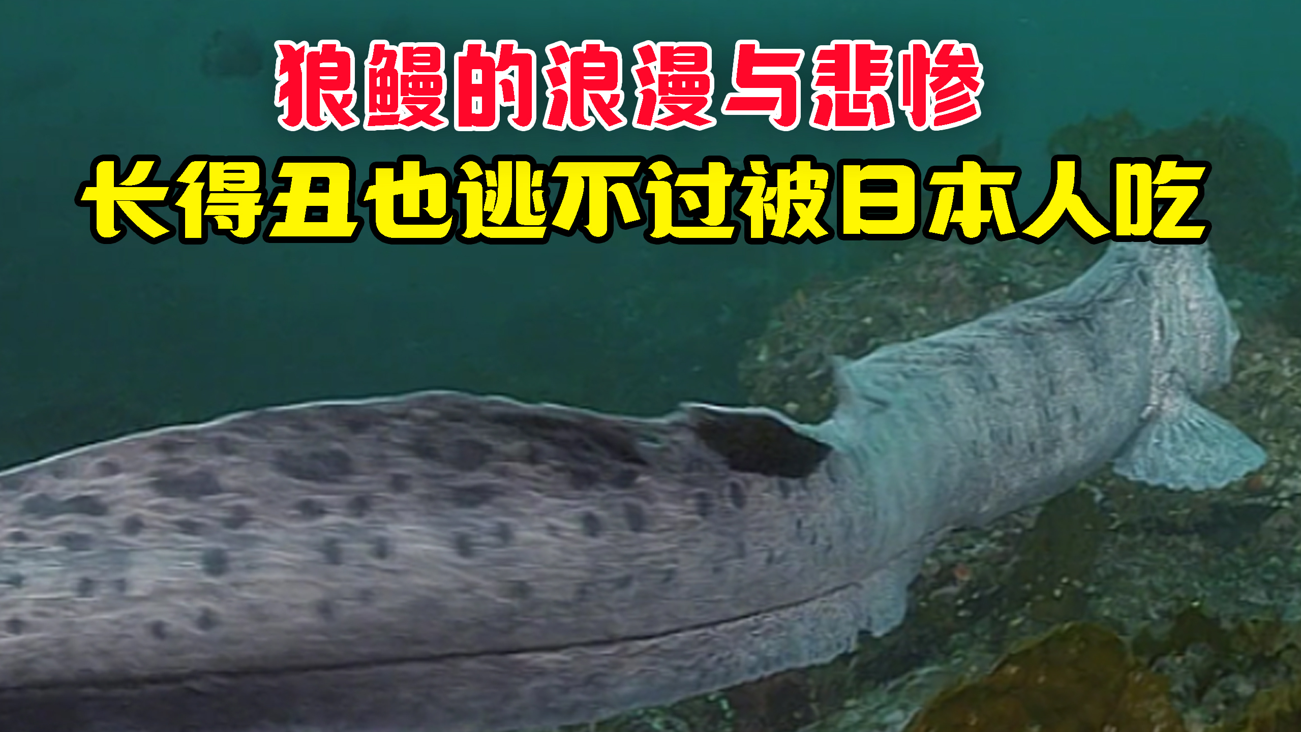 大海怪狼鳗是什么?长得丑也逃不过被日本人吃 狼鳗