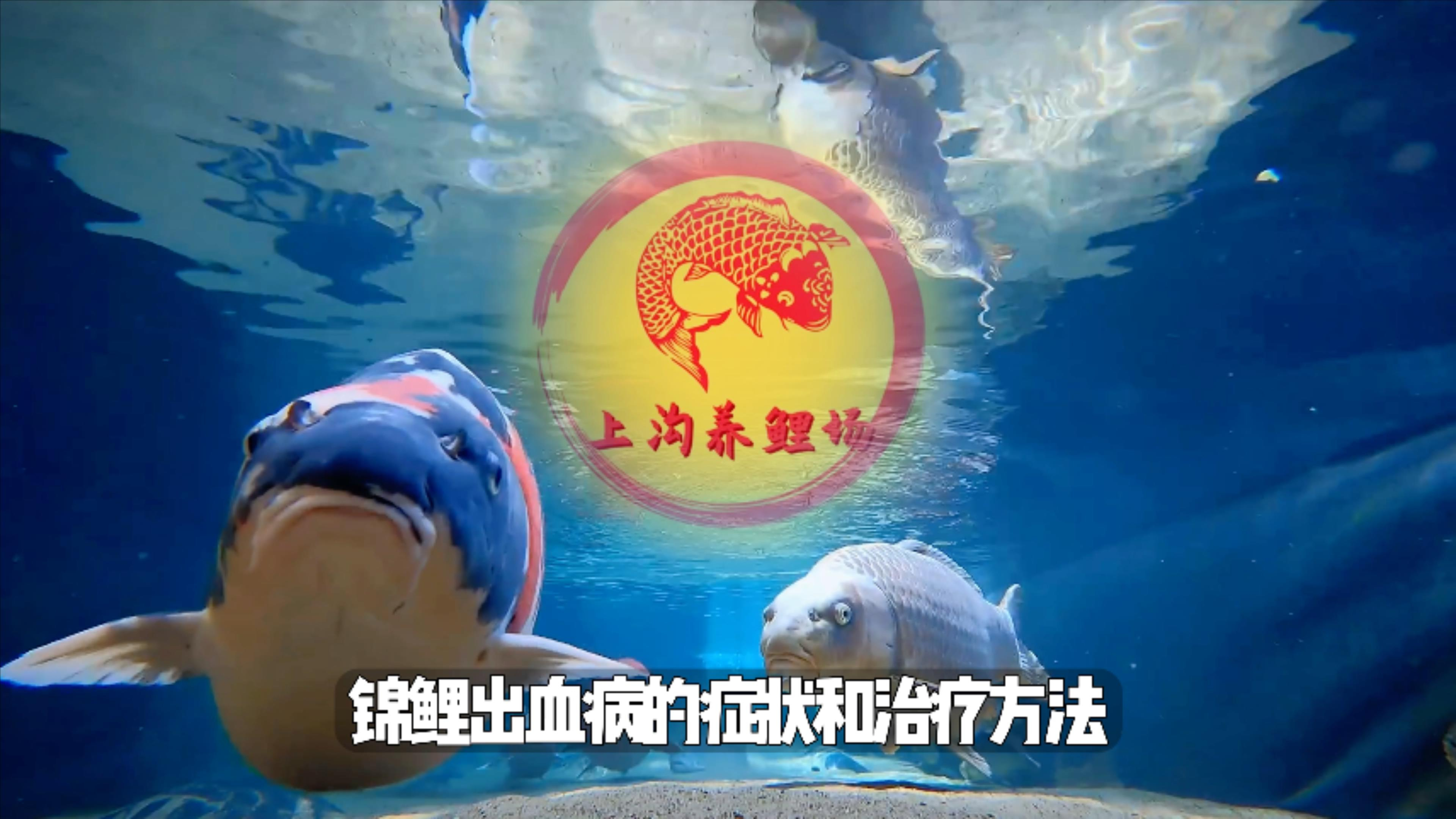 锦鲤出现出血病请参考这个视频!锦鲤出血病的症状和治疗方法