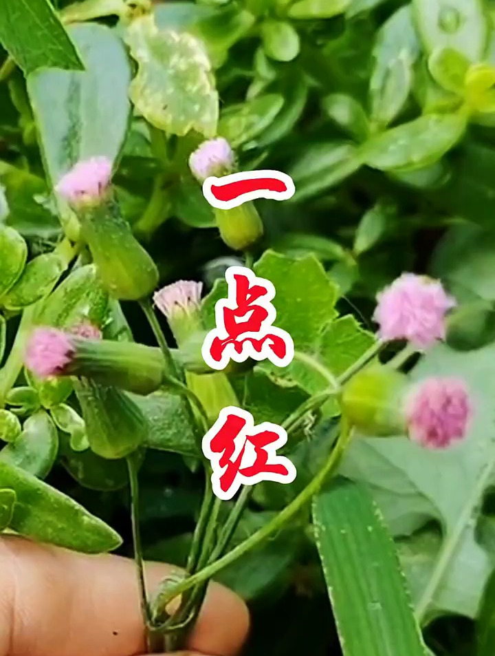 一点红,又叫羊蹄草,除了能当野菜吃,还是很好的中药