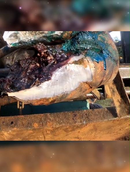 牛蹄畸形病变坏死,内部腐烂生蛆,修蹄师傅全程救助超解压-度小视