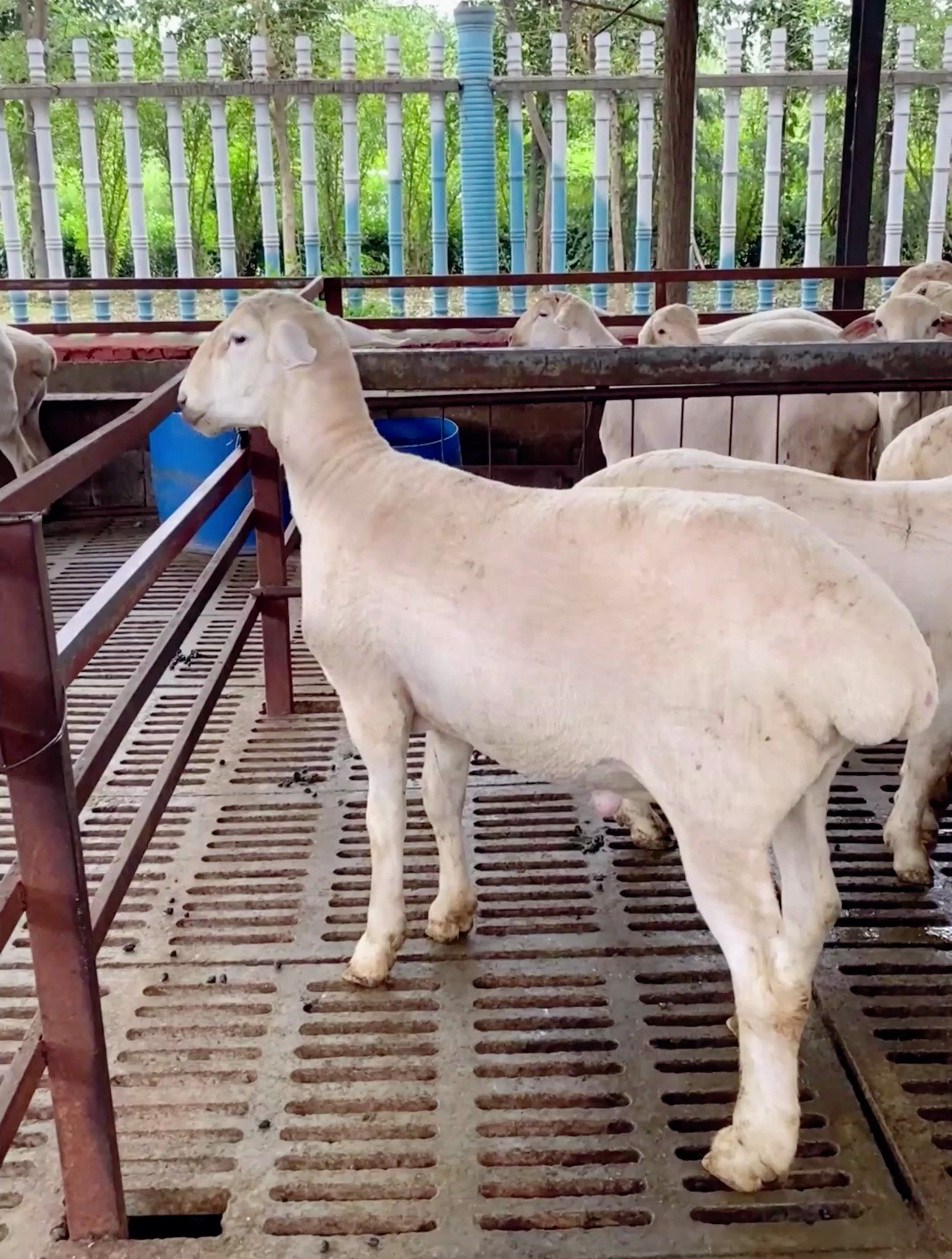 澳洲白羊胡羊杜波羊