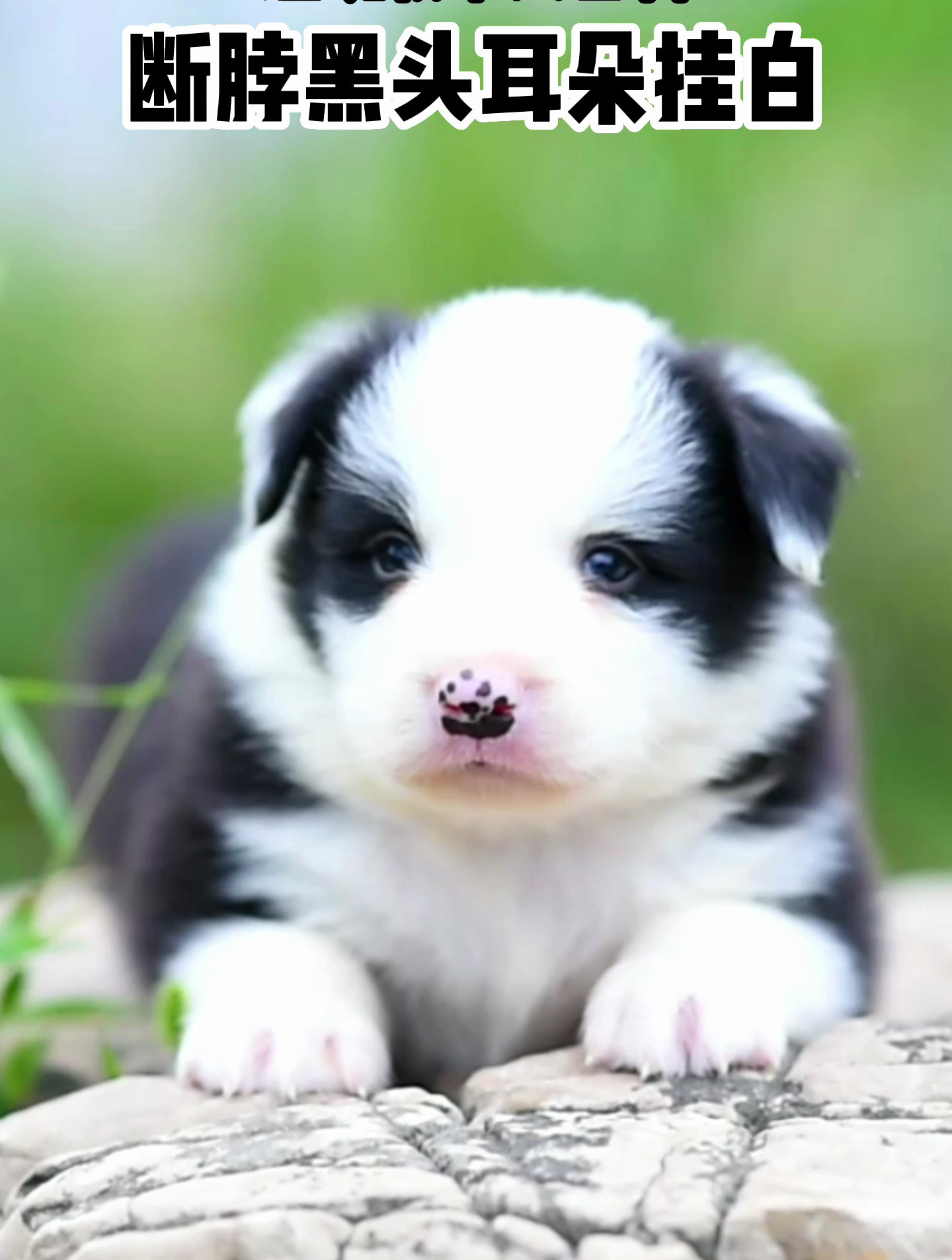 「爱丁堡边境牧羊犬百科」边牧花型误区:断脖黑头白耳朵是不好吗