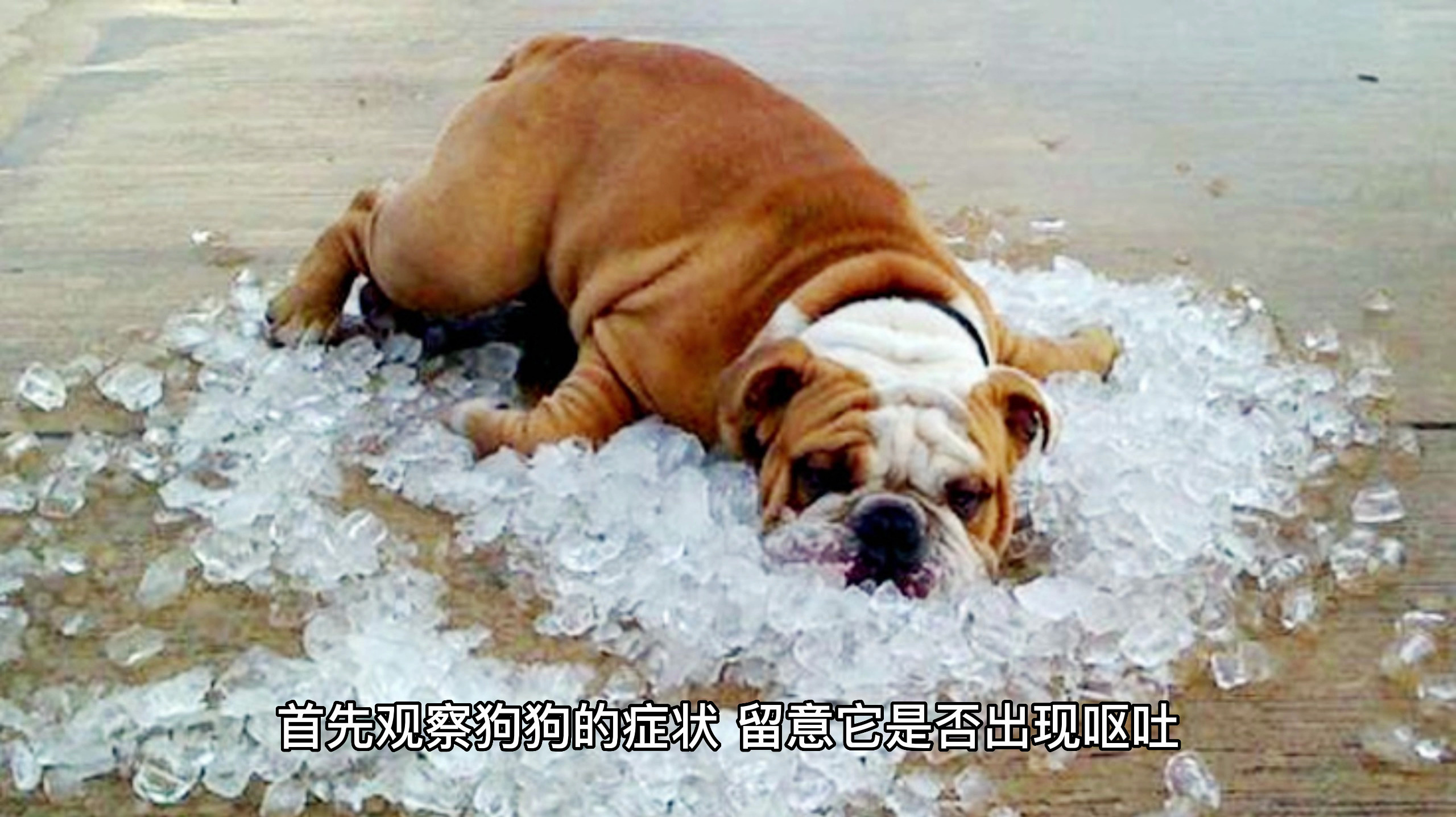 狗狗吃了人吃的饼干怎么办