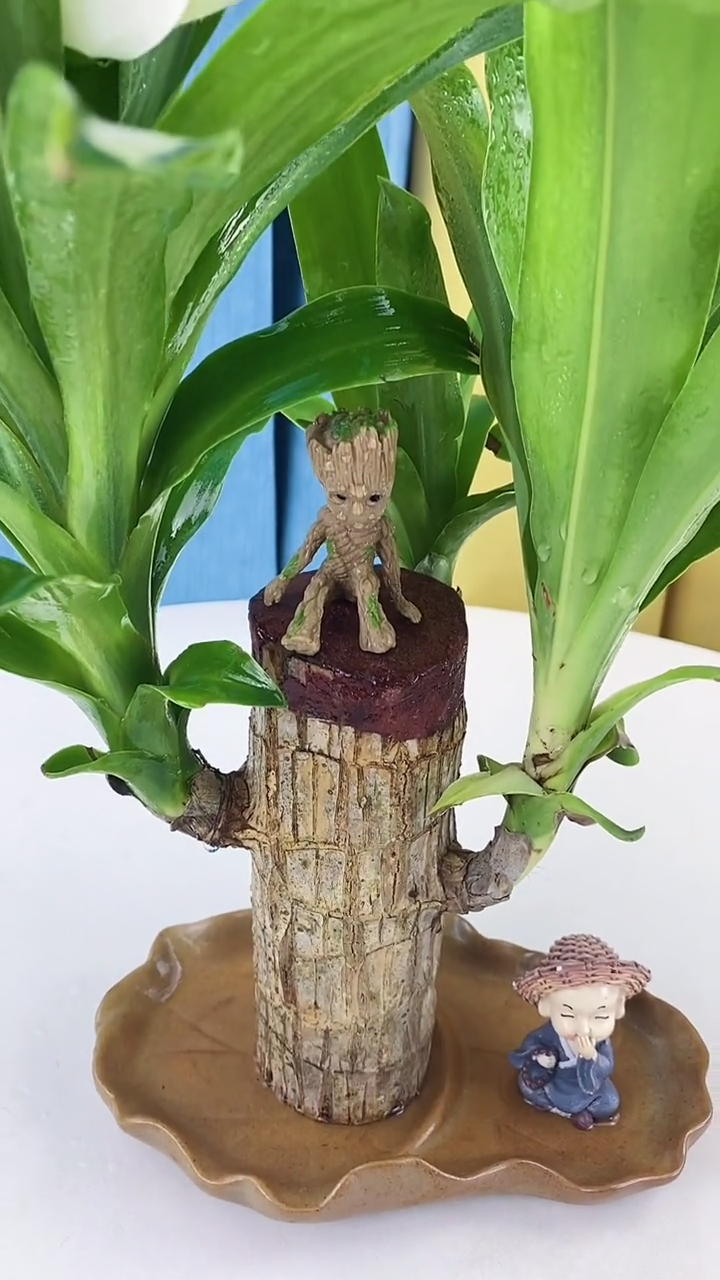 巴西木又叫幸运木,传言说一旦开花就能遇到幸运的事情