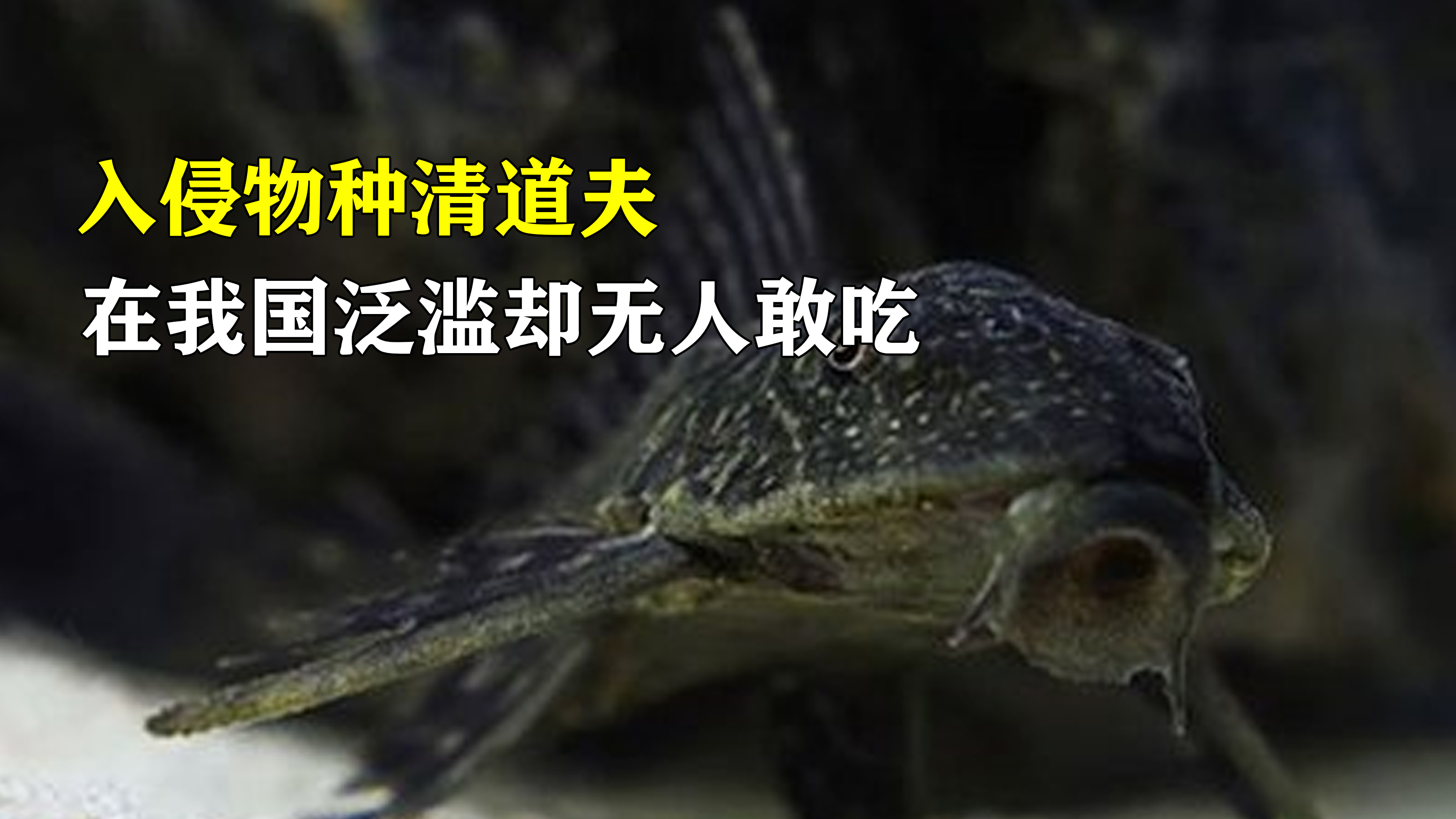 清道夫在我国泛滥,为何中国吃货拿它没办法?在印度却成美食