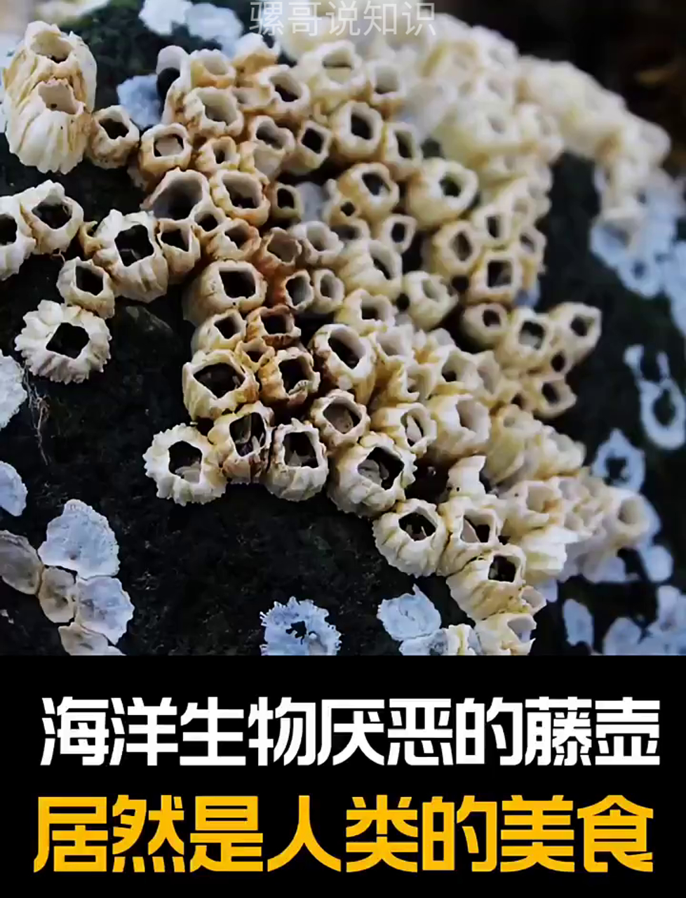 海里那些让生物头疼的藤壶,竟然成了咱们的盘中餐!