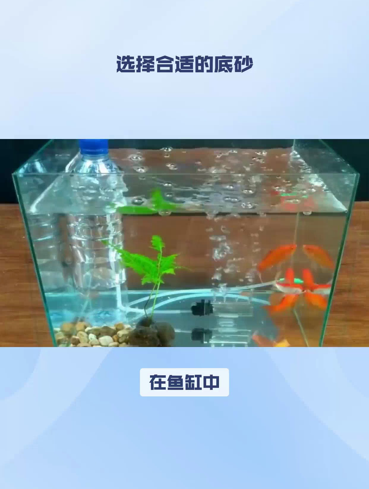 鱼缸底砂铺多厚图片