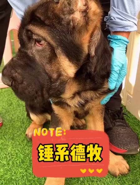 锤系德牧和赛系德牧一定得分清楚啊 德牧-度小视