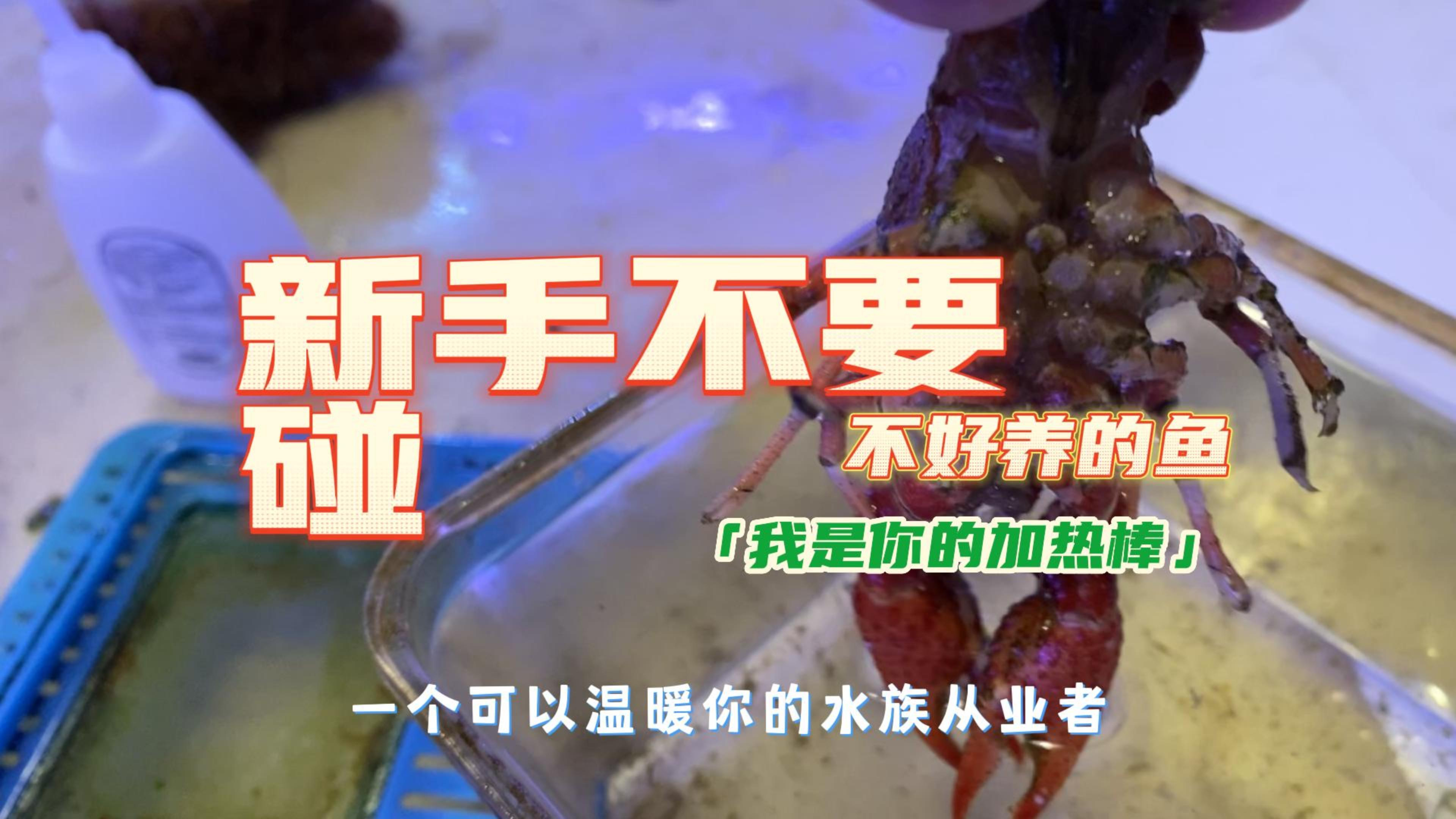 06-新手不能碰的鱼