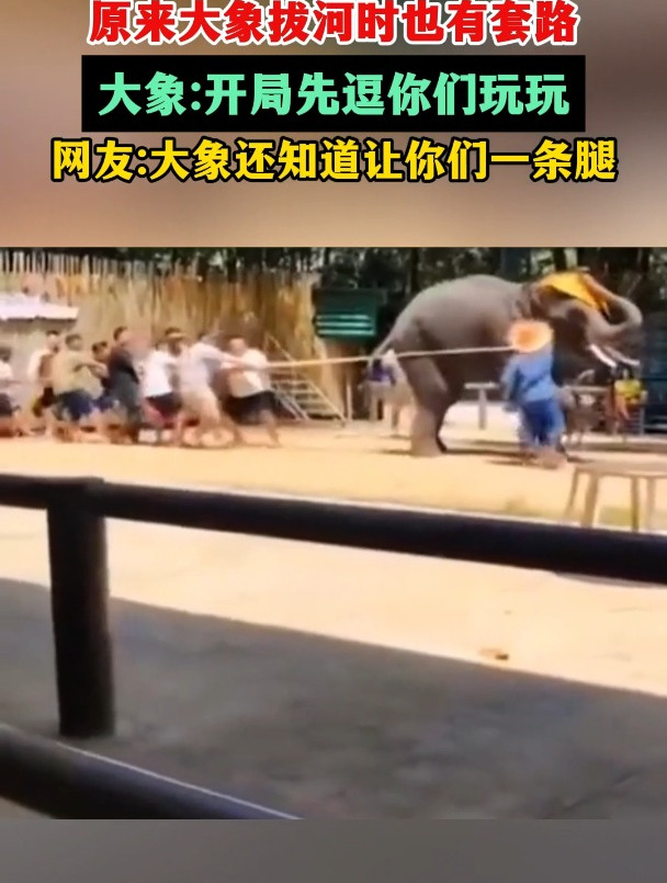 原来大象拔河时也有套路,大象开局先逗你们玩玩!