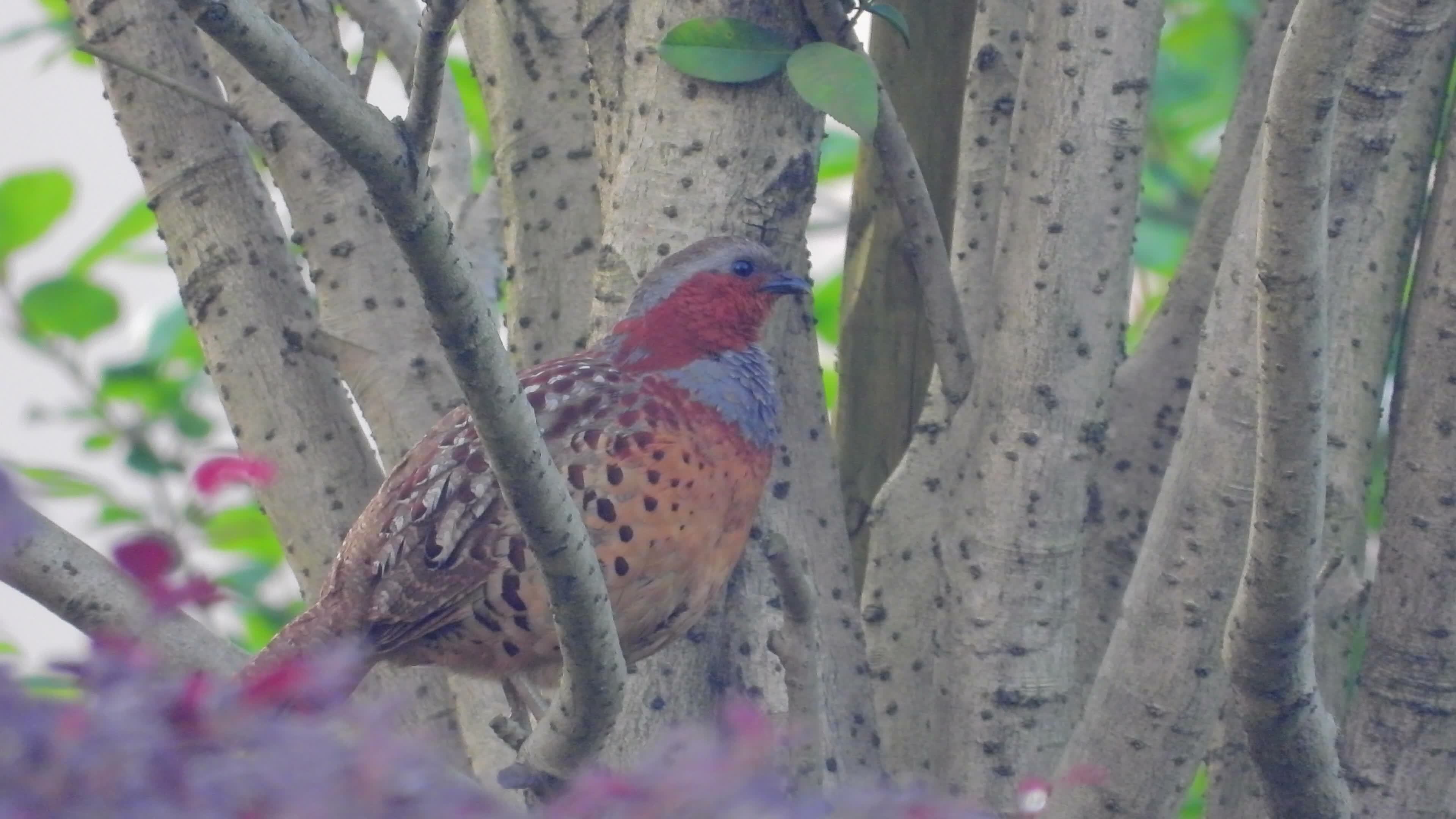 桂花树上的竹鸡叫声,5分钟吼叫声