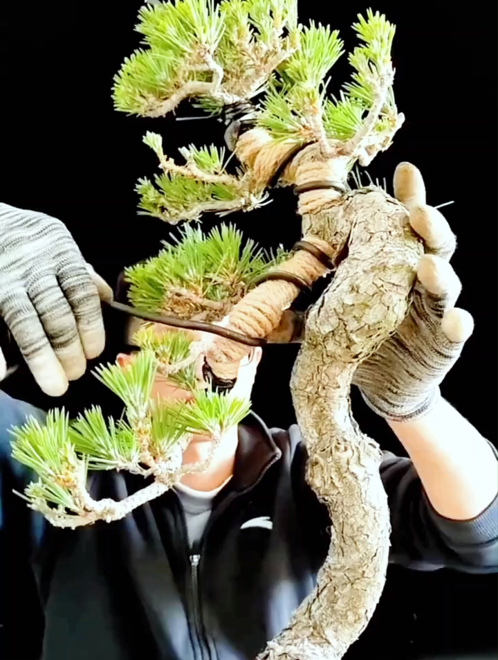 不管你想你的盆景一寸三弯还是山路十八弯,统统不在话下!-度小视